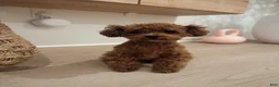 Toy Poodle dogs for sale: Meet Soso - Ad 1