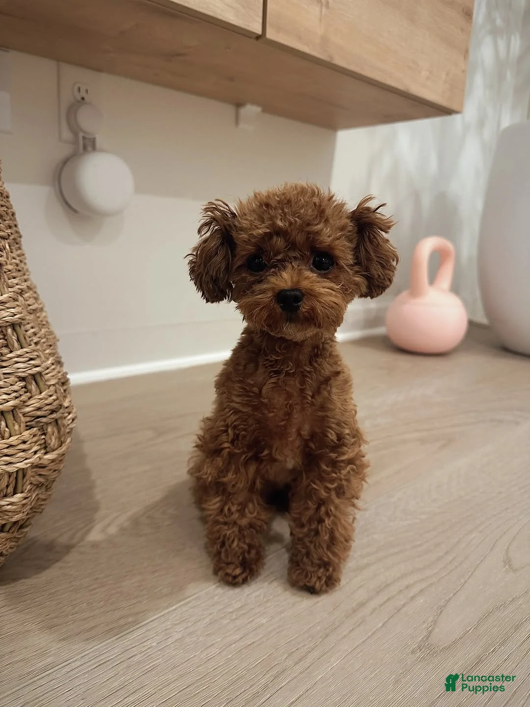 Toy Poodle dogs for sale: Meet Soso - Ad 1
