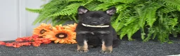 German Shepherd dogs for sale: Athena - Ad 1