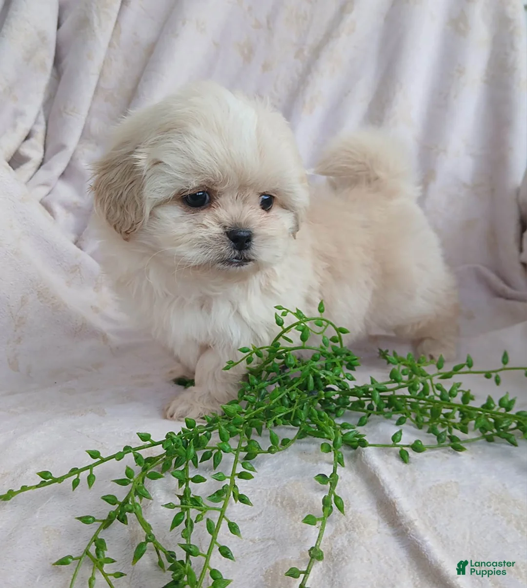 Teddy Bear dogs for sale: Bunny - Ad 2