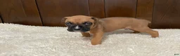 Boxer dogs for sale: Jax - Ad 24
