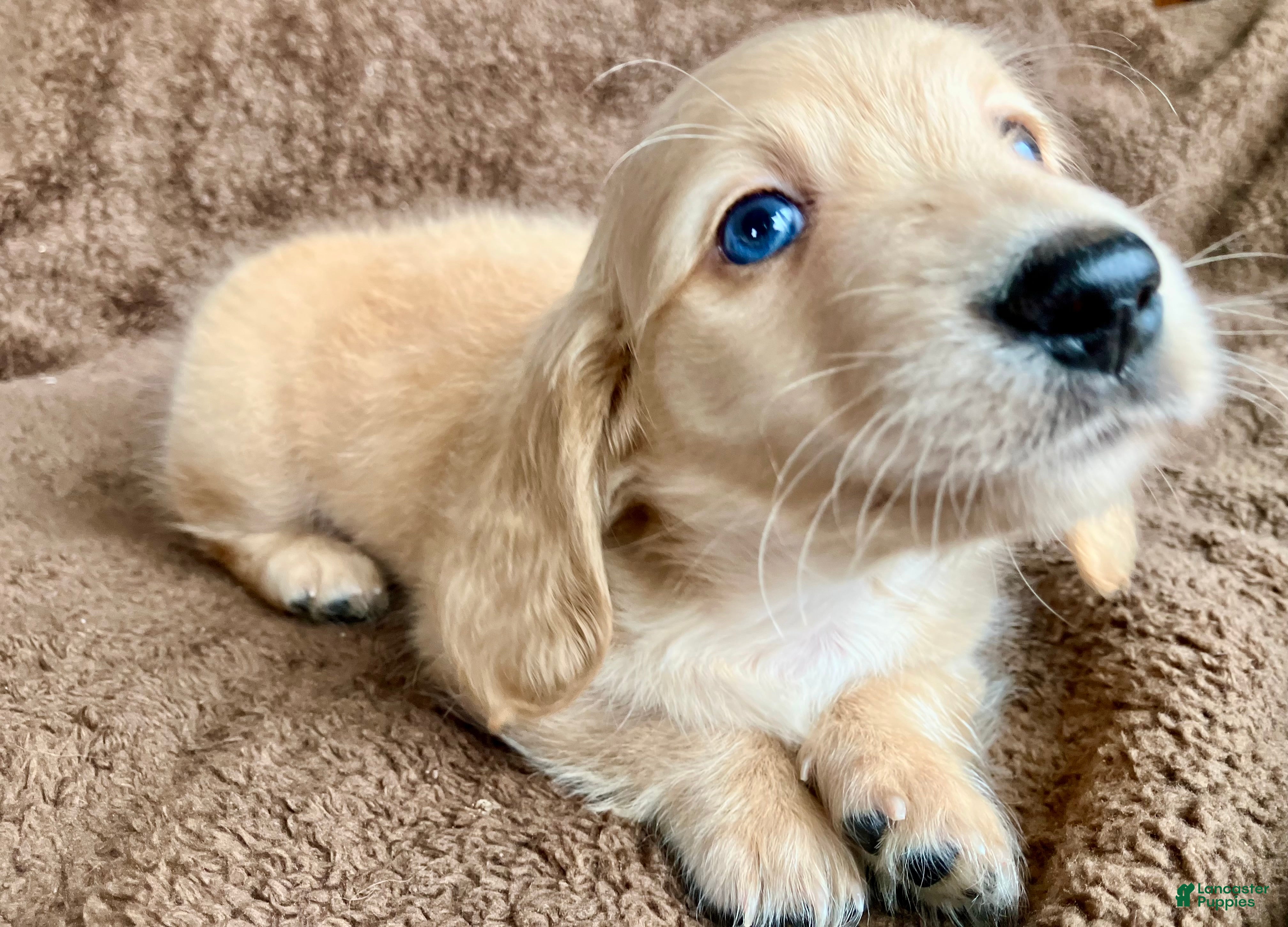 Miniature Dachshund dogs AKC Theodore of Wagglytail Lane - Ad 1