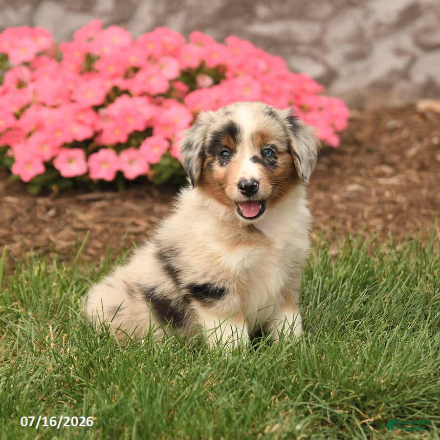 Miniature Australian Shepherd dogs Venus - Ad 1