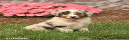 Miniature Australian Shepherd dogs for sale: Venus - Ad 1