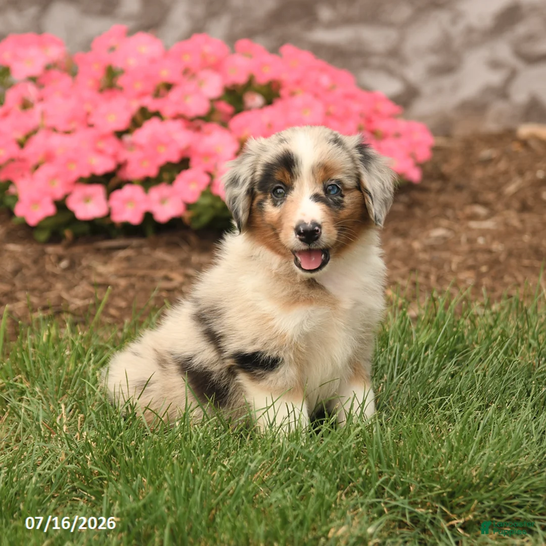 Miniature Australian Shepherd dogs for sale: Venus - Ad 1