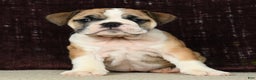 English Bulldog dogs for sale: Amber - Ad 2