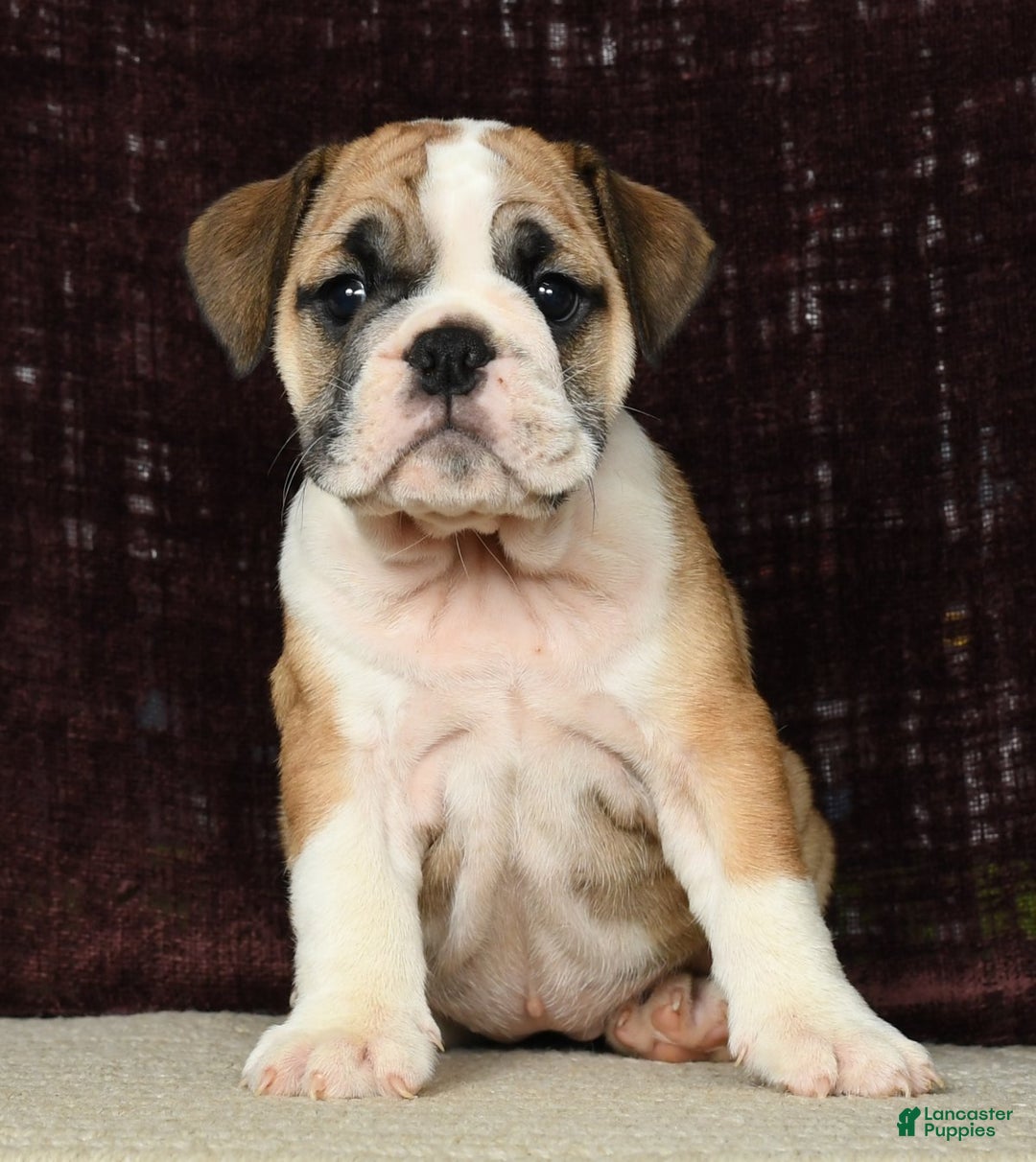 English Bulldog dogs for sale: Amber - Ad 2