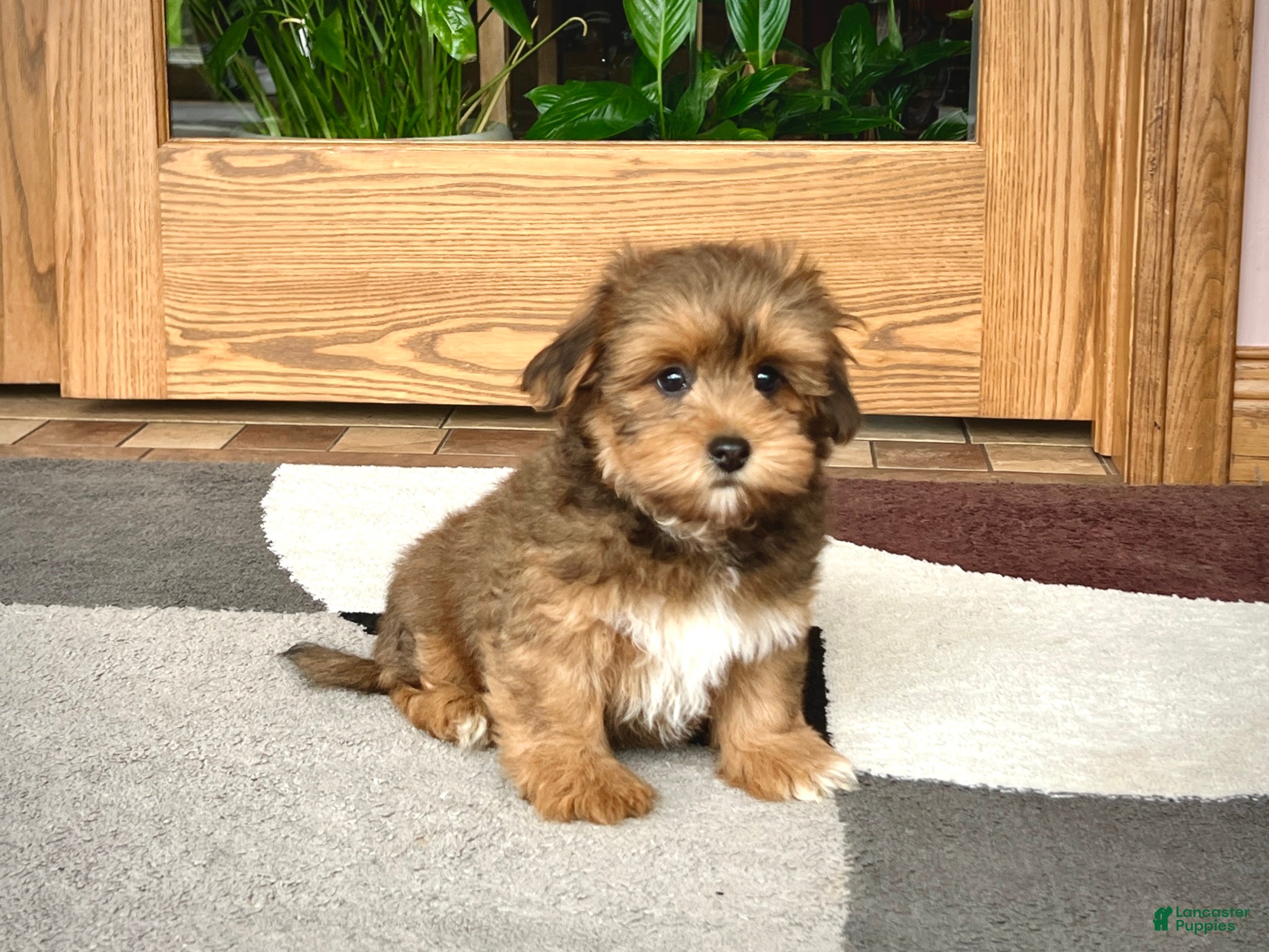 Lhasa Apso dogs Romeo - Ad 2