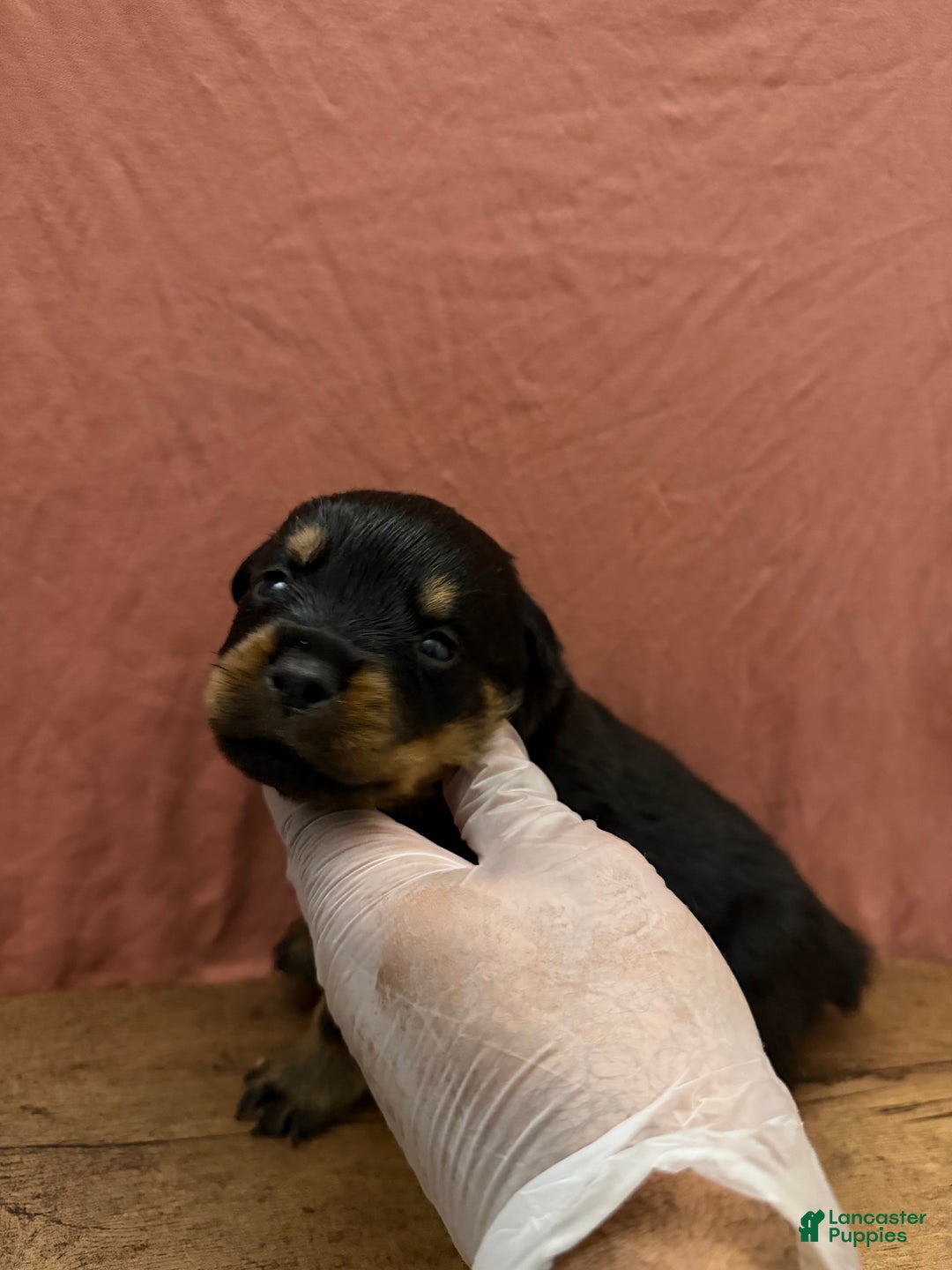 Rottweiler dogs for sale: Bruno  - Ad 1