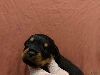 Rottweiler dogs Bruno - Ad 6