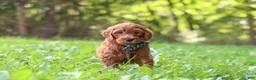 Goldendoodle dogs for sale: Archie - Ad 3