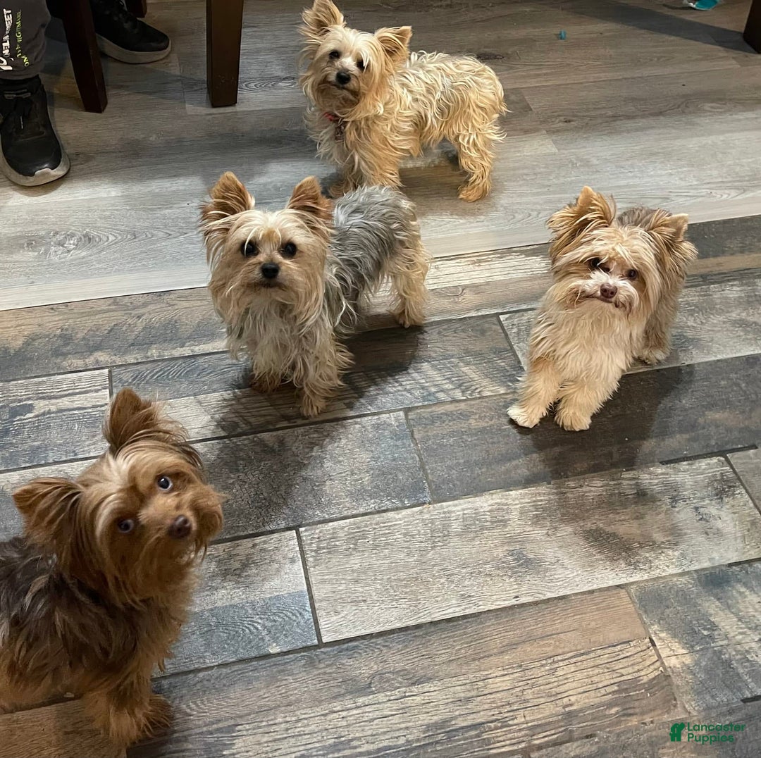 Gallery Image {{count}}