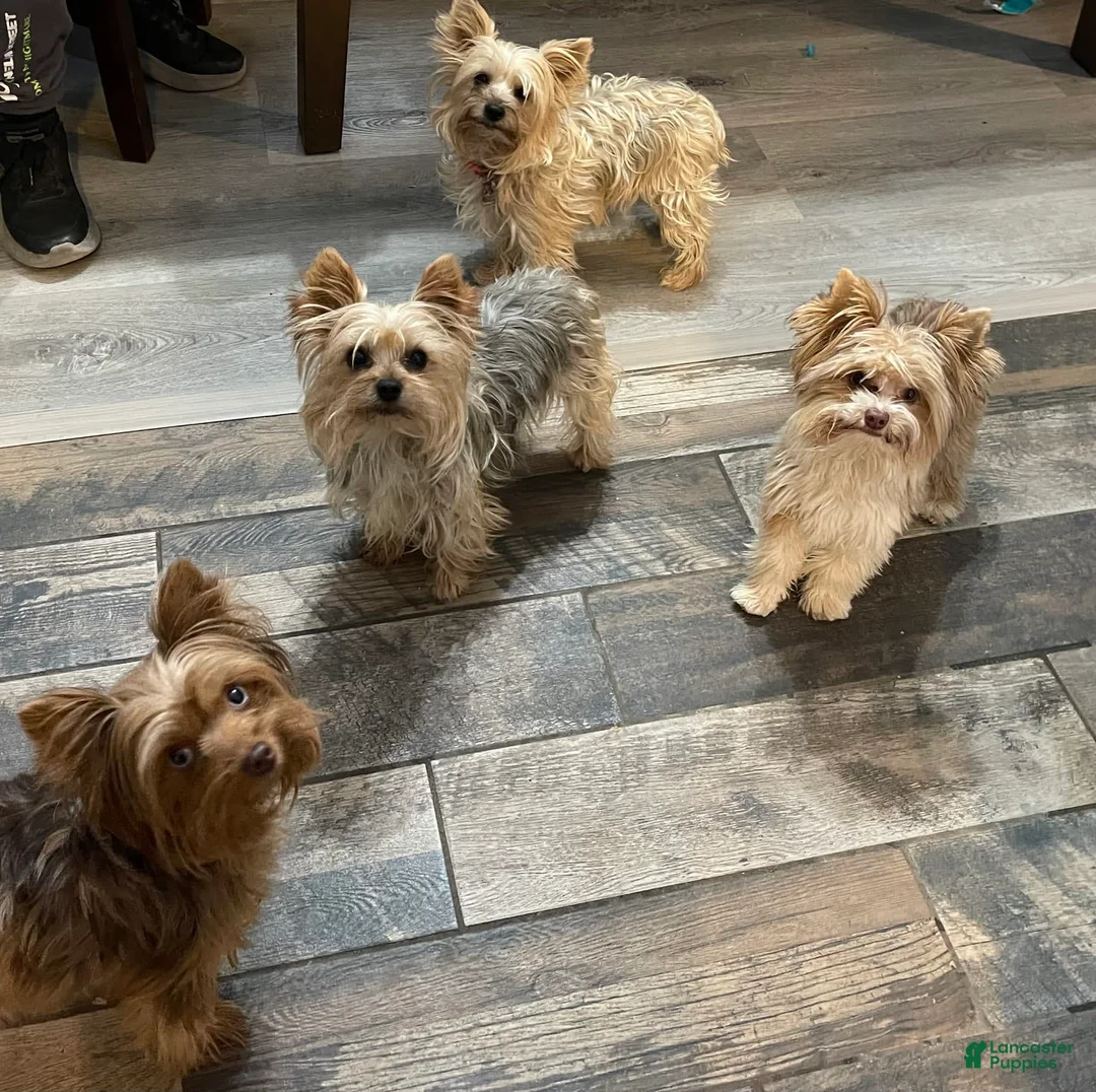 Gallery Image {{count}}