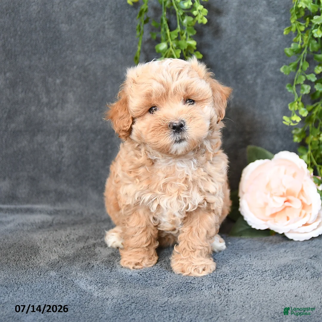 Maltipoo dogs for sale: Ivy - Ad 2