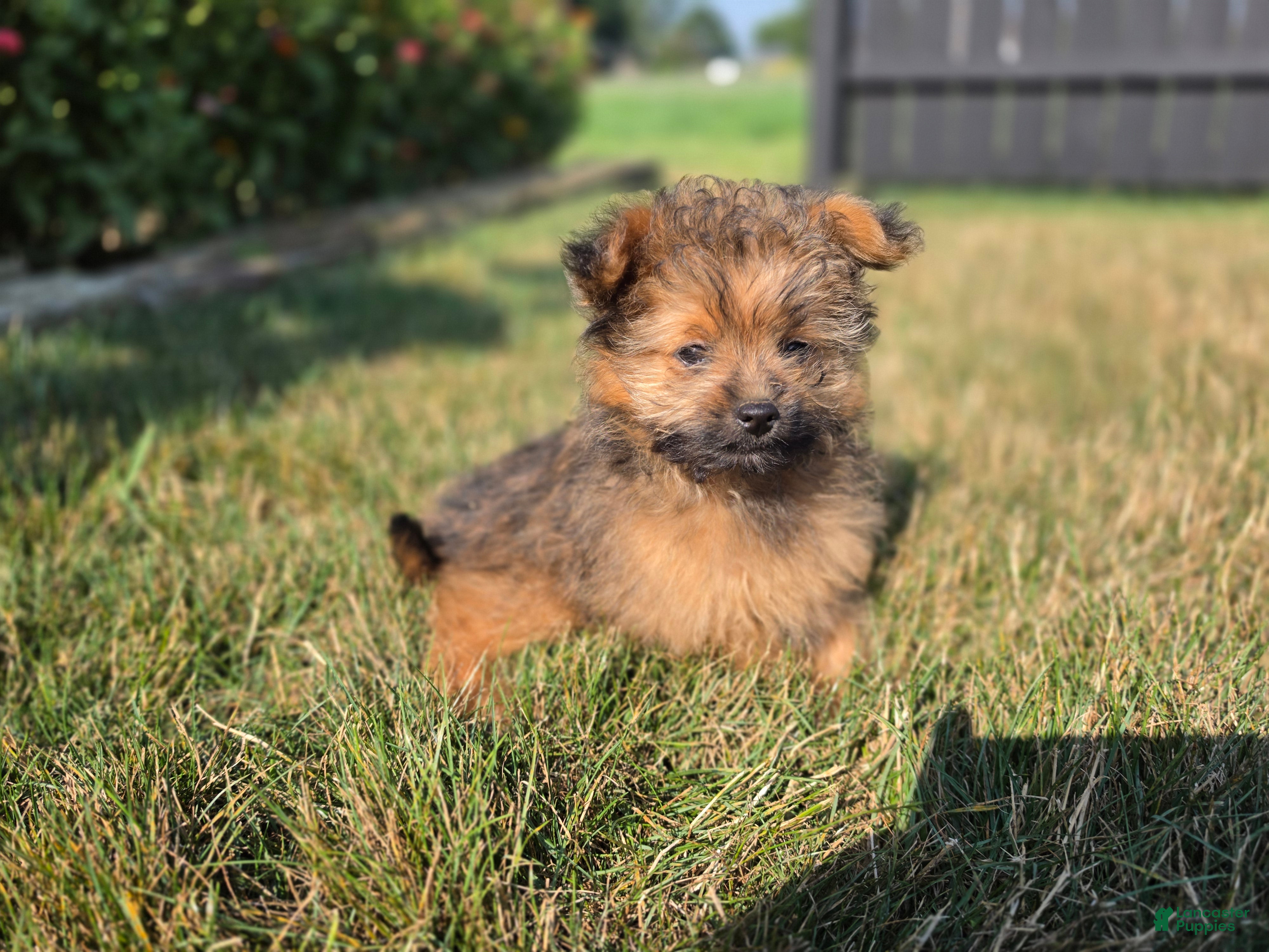 Pomapoo dogs Max - Ad 1