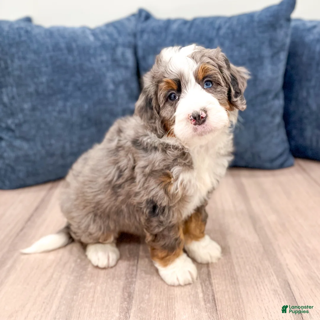 Mini Bernedoodle dogs for sale: Thor - Ad 2