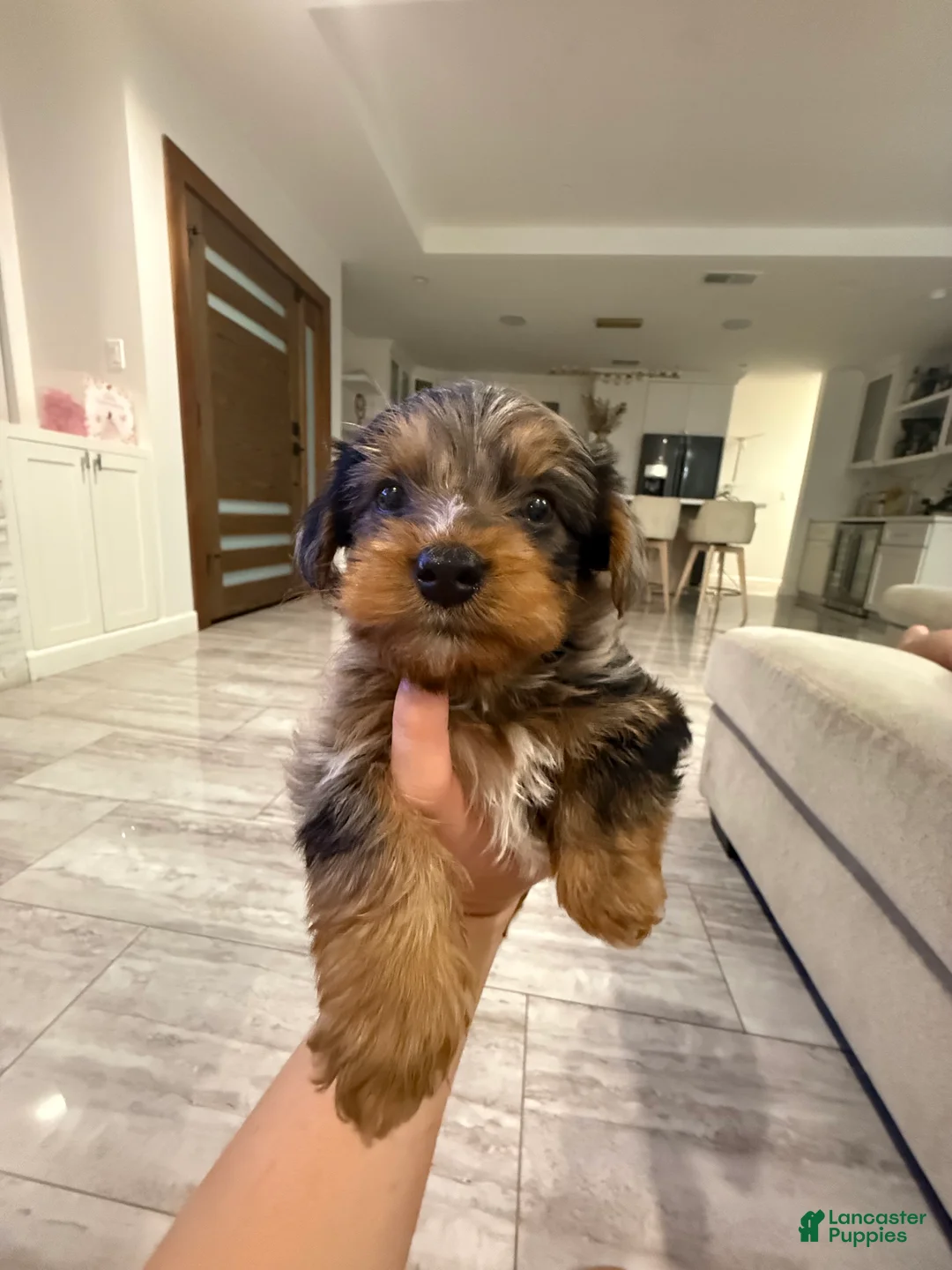 Yorkshire Terrier dogs for sale: Yorkshire Terrier Puppy 1 - Ad 1