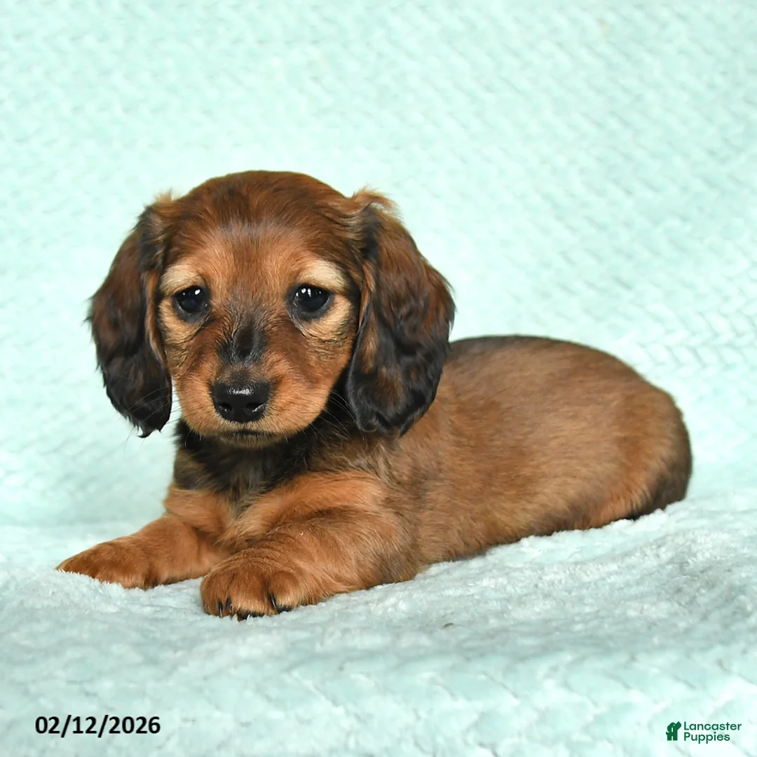 Miniature Dachshund dogs for sale: Dutches - Ad 2
