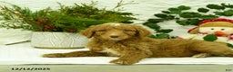 Goldendoodle dogs for sale: Komet - Ad 4