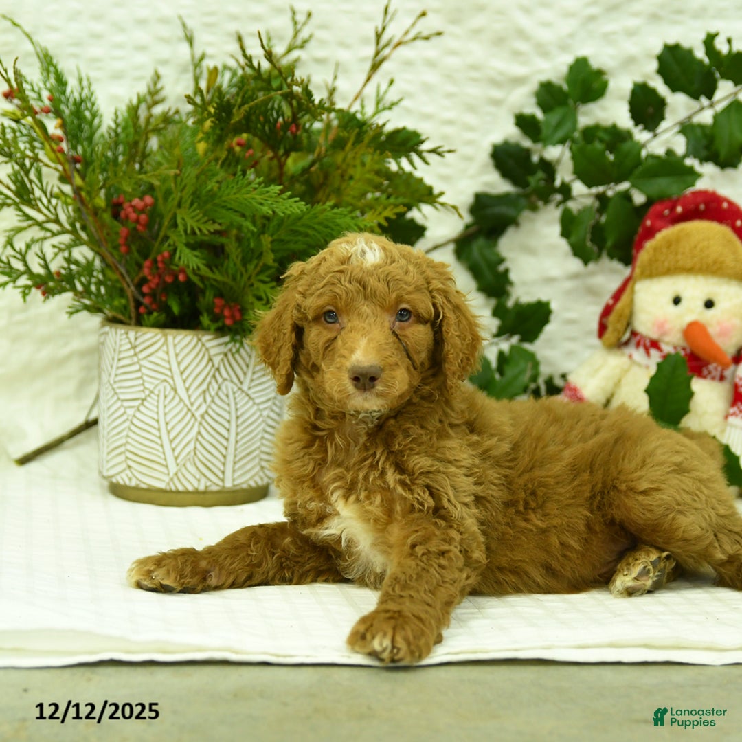 Goldendoodle dogs for sale: Komet - Ad 4