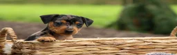 Miniature Pinscher dogs for sale: AMY - Ad 13
