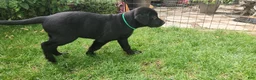 Labrador Retriever dogs for sale: Labrador Retriever green - Ad 2