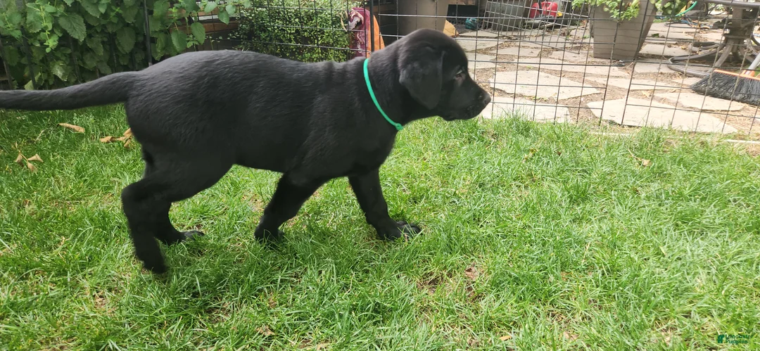 Labrador Retriever dogs for sale: Labrador Retriever green - Ad 2