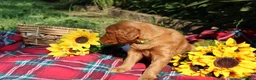 Mixed Breed dogs for sale: Lily - Irish Goldendoodle - Ad 8
