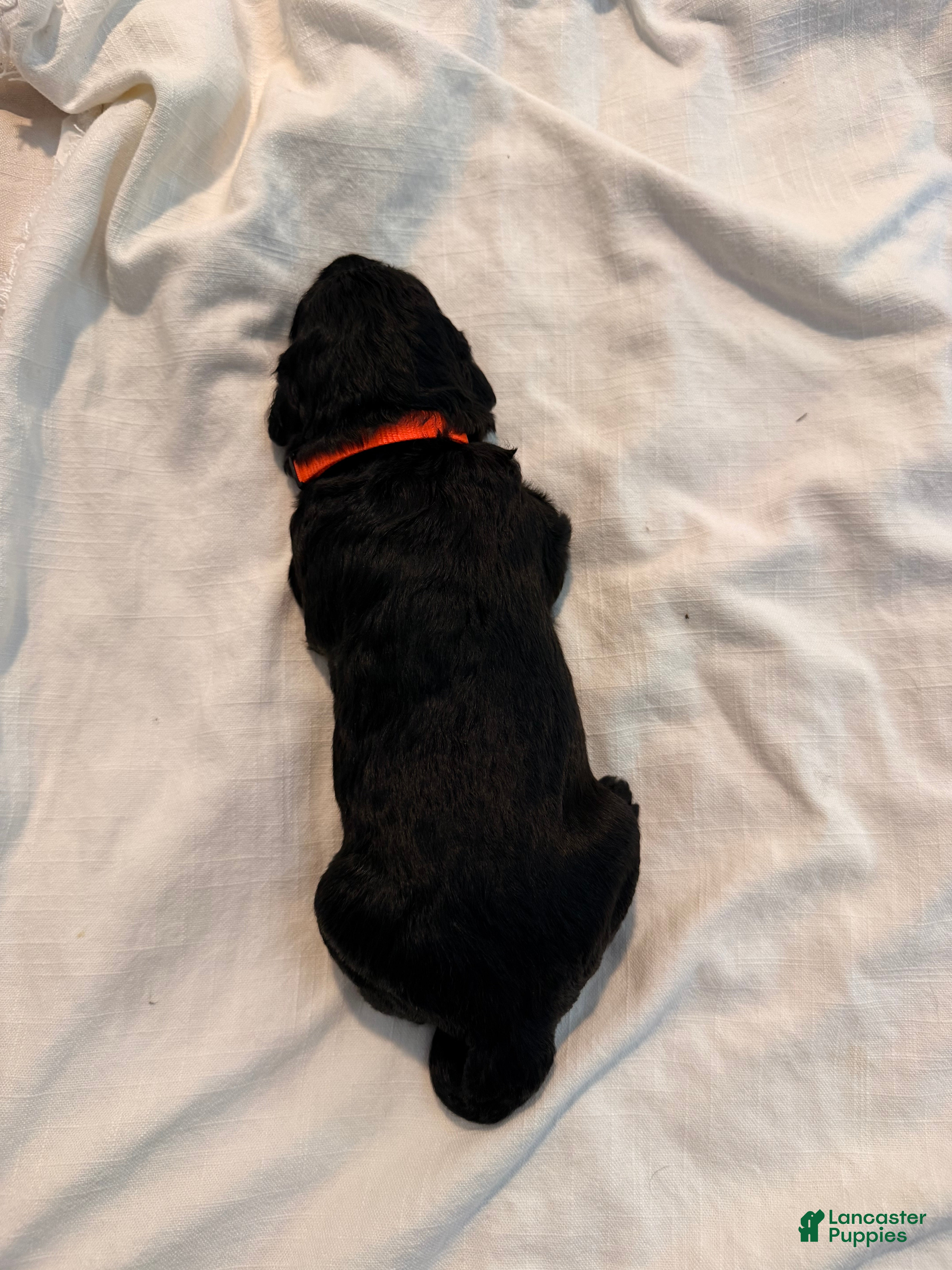 Double Doodle dogs for sale: Jasper - Ad 3