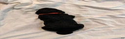 Double Doodle dogs for sale: Jasper - Ad 1