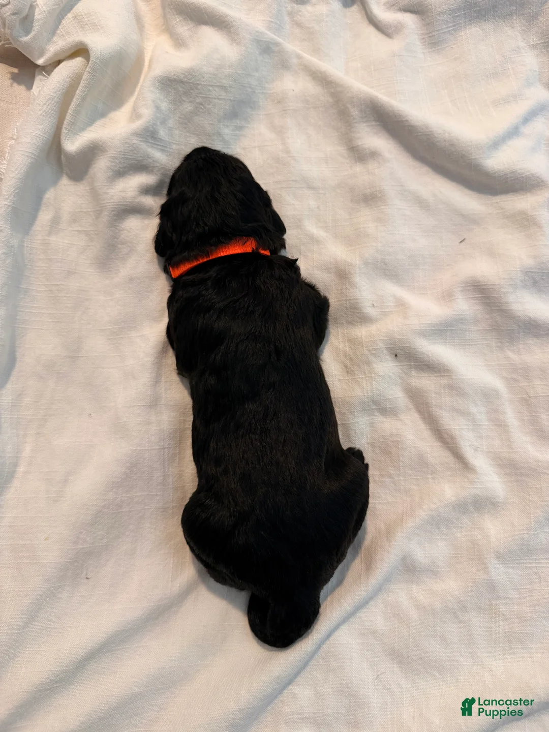 Double Doodle dogs for sale: Jasper - Ad 1
