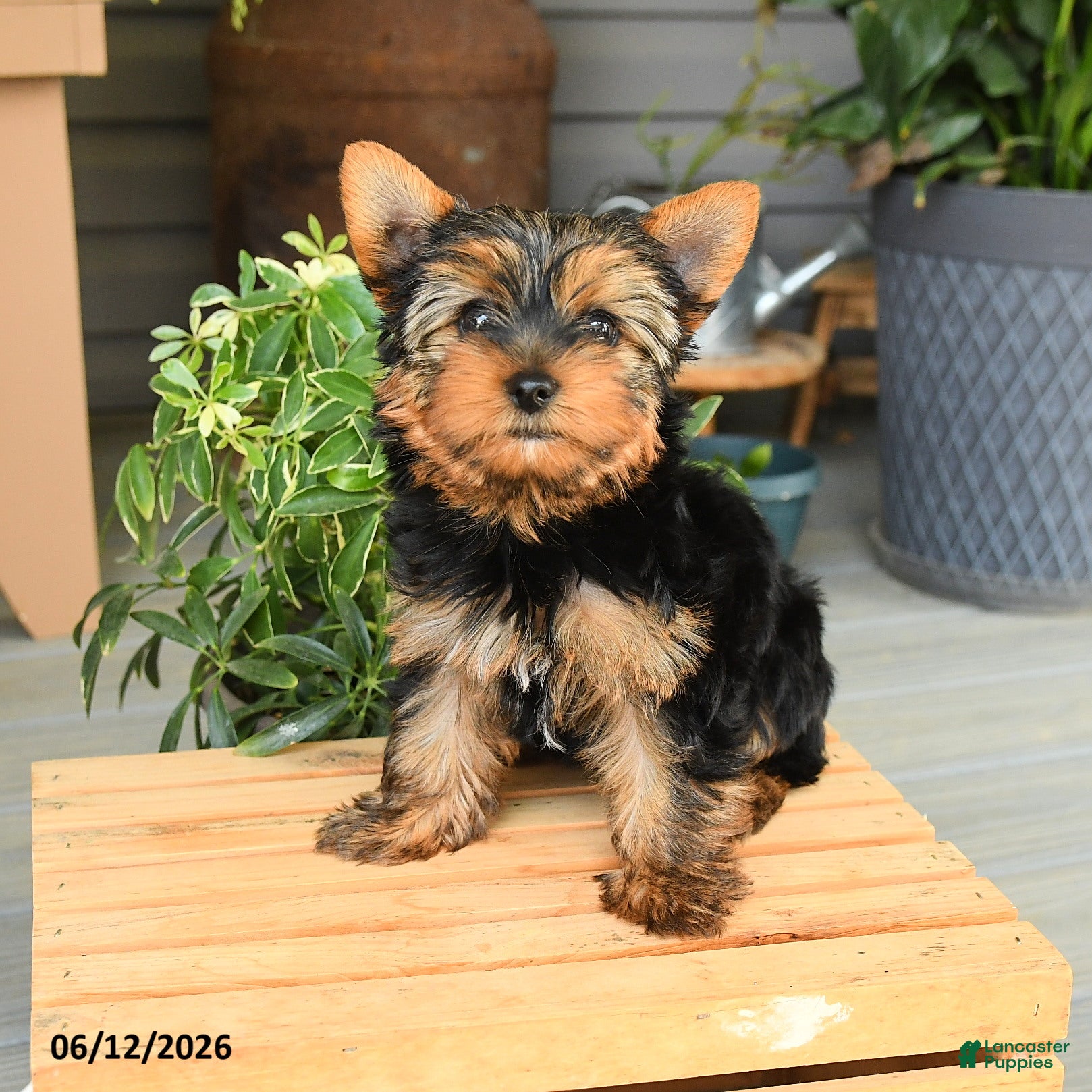 Yorkshire Terrier dogs Dancer - Ad 1