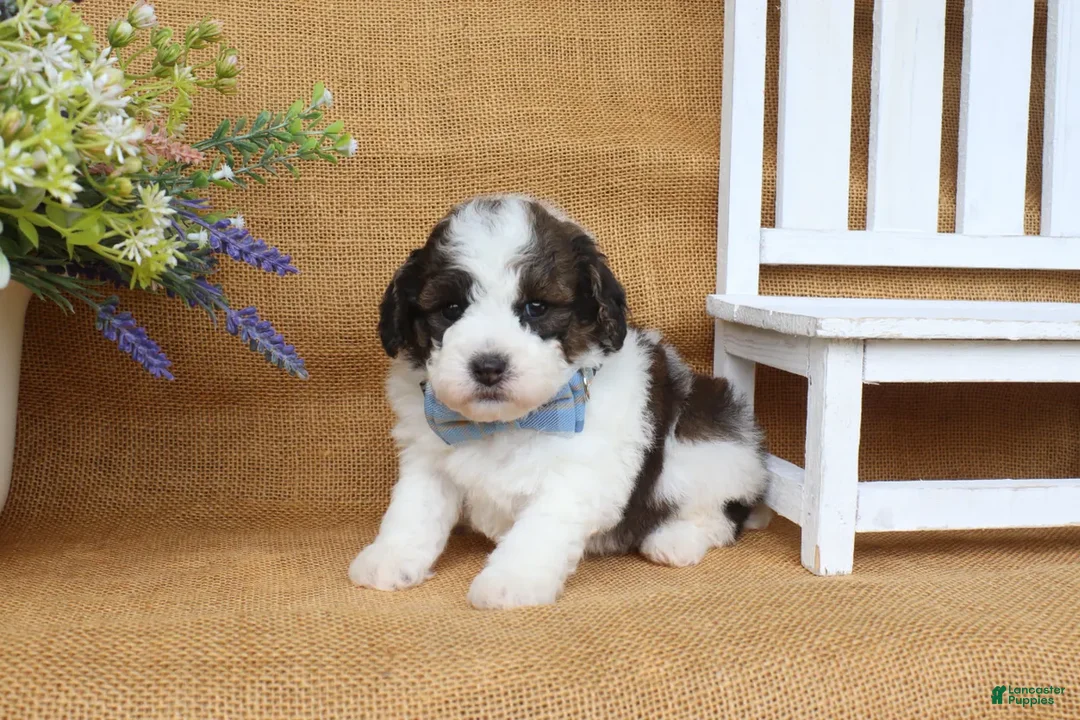 Cavapoo dogs for sale: Ian - Ad 2