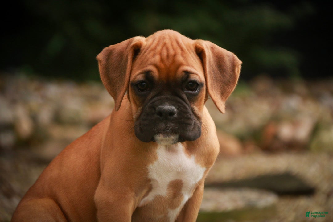 Boxer dogs Baily - Ad 1