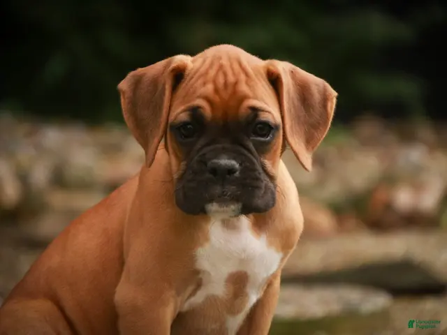 Boxer dogs Baily - Ad 1