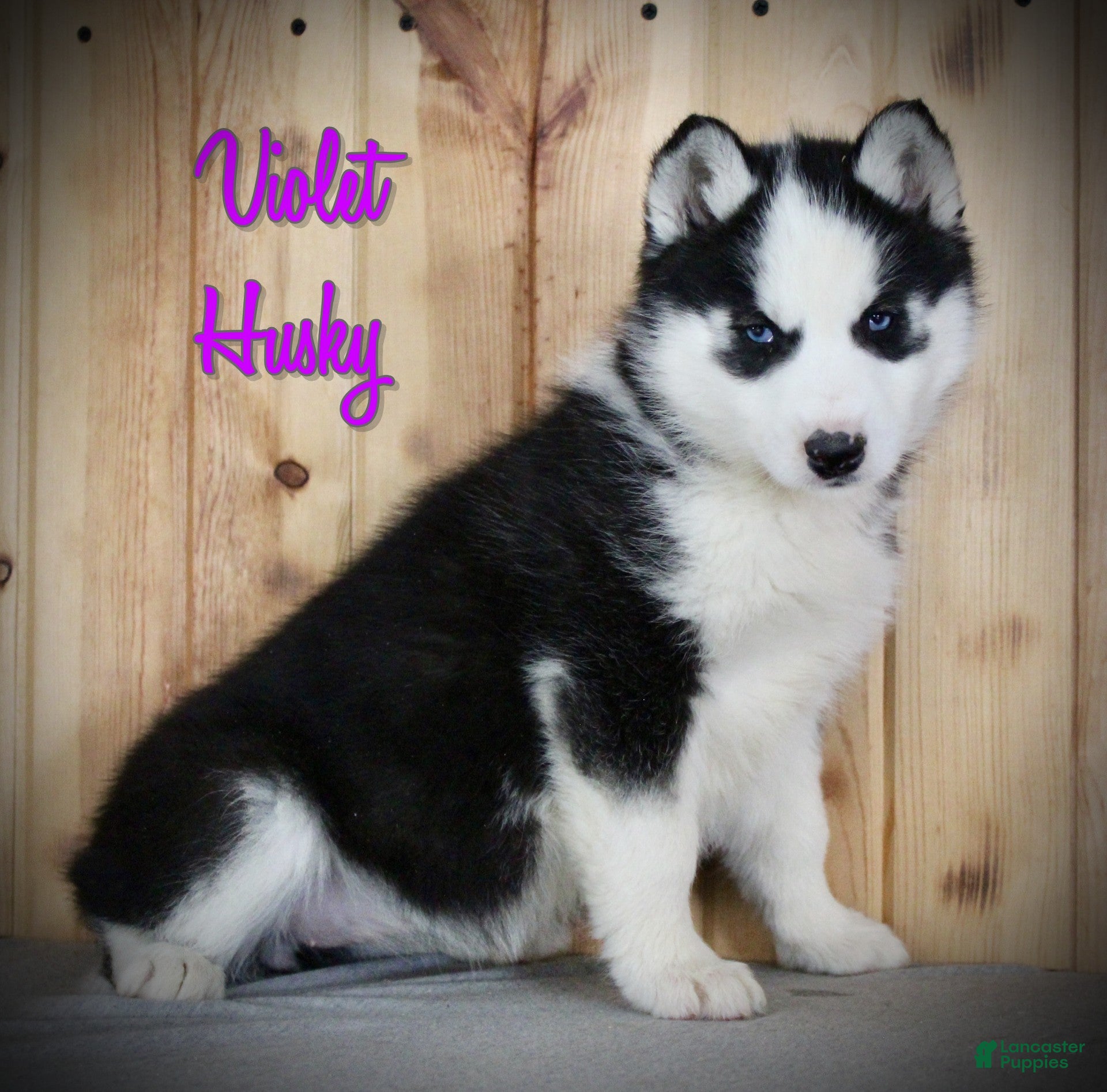 Siberian Husky dogs for sale: Violet - Ad 4
