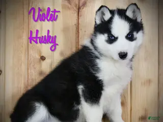 Siberian Husky dogs for sale: Violet - Ad 4
