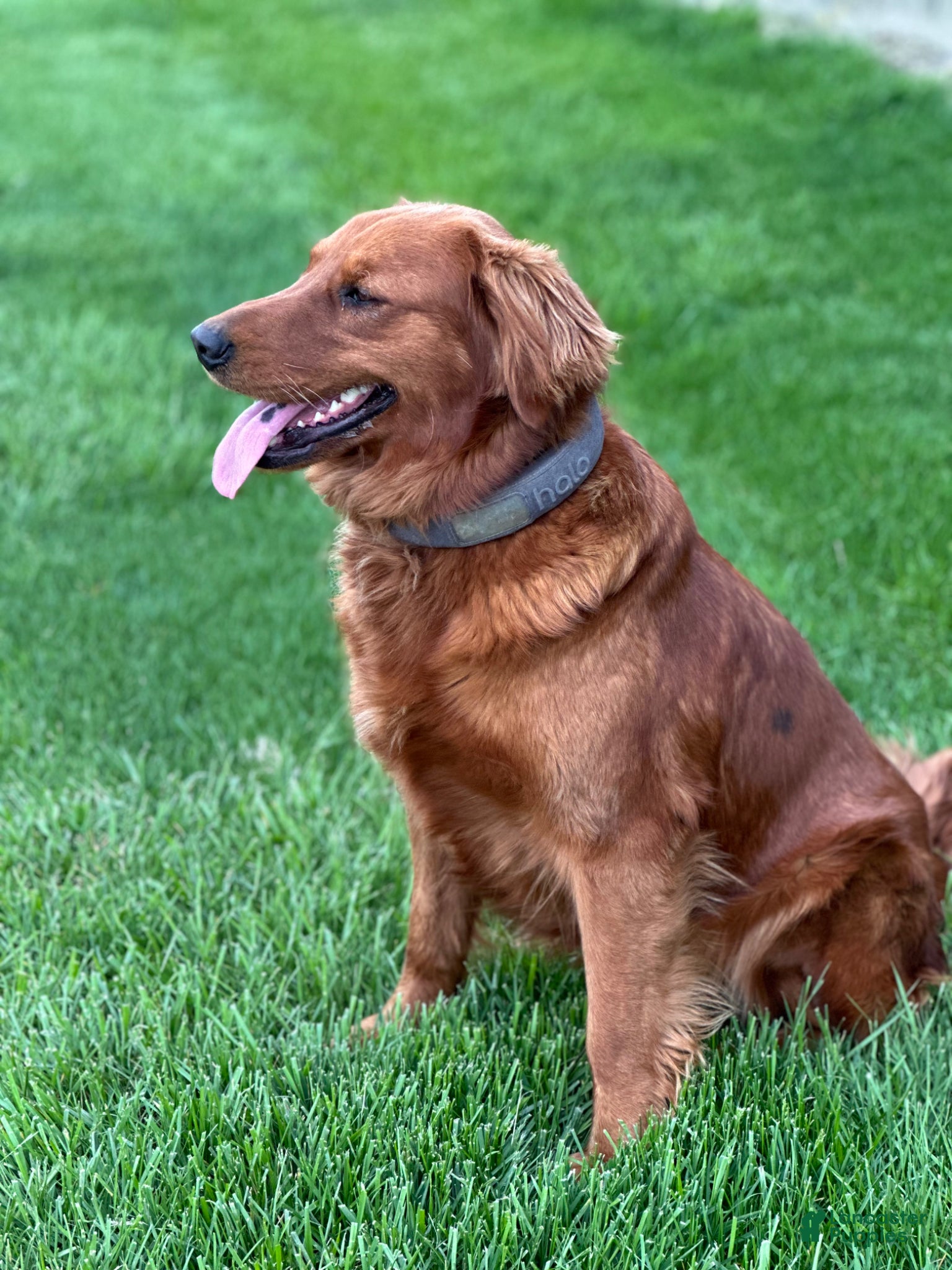 Golden Retriever dogs Golden Retriever Puppy 5 - Ad 2