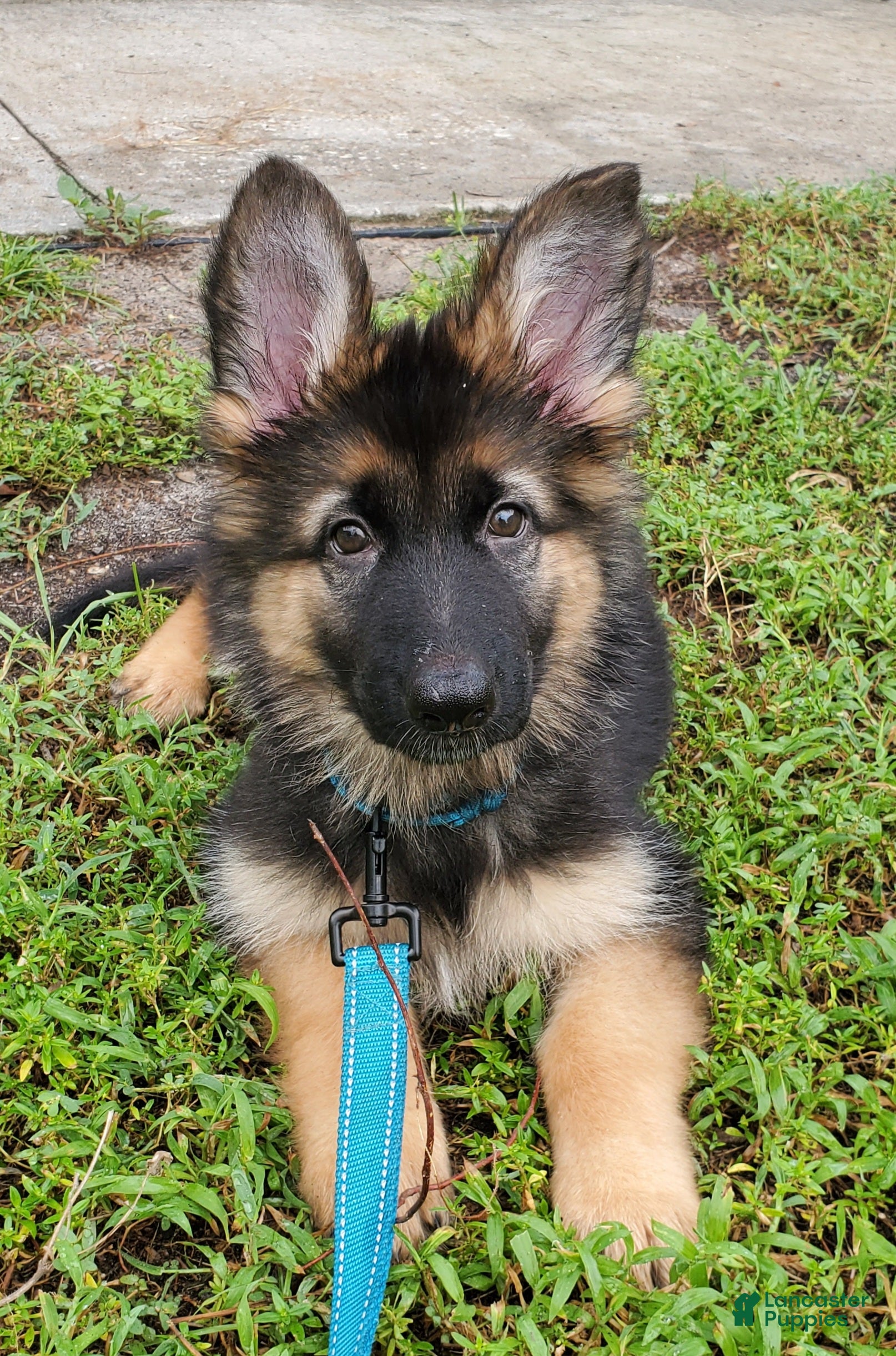 German Shepherd dogs Bluey - Ad 10