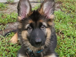 German Shepherd dogs Bluey - Ad 37