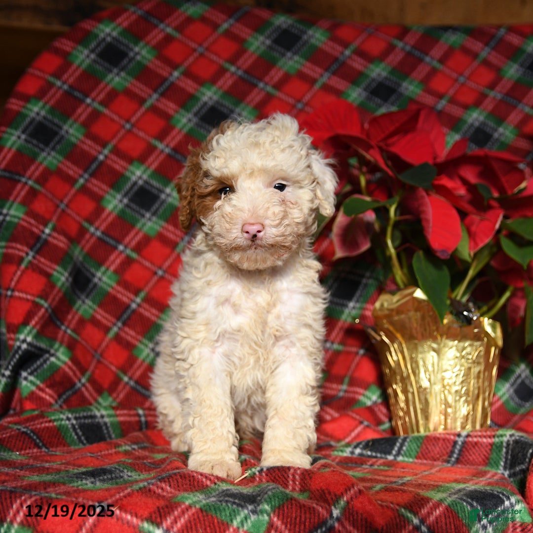 Mini Bernedoodle dogs for sale: Lester - Ad 3