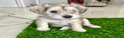 Miniature Schnauzer dogs for sale: Miniature Schnauzer 1 - Ad 4