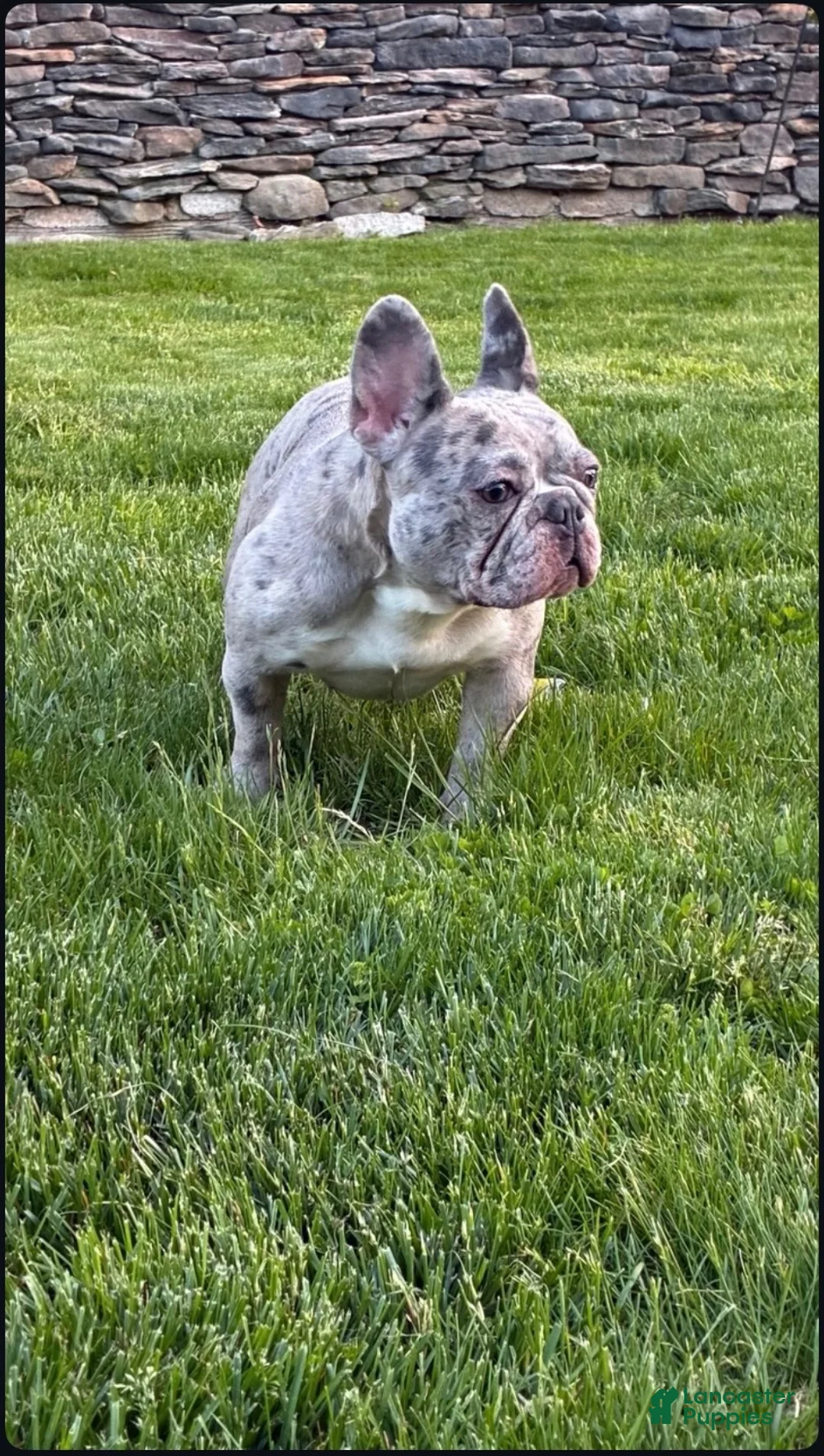 French Bulldog dogs for sale: French Bulldog 4 - Ad 2