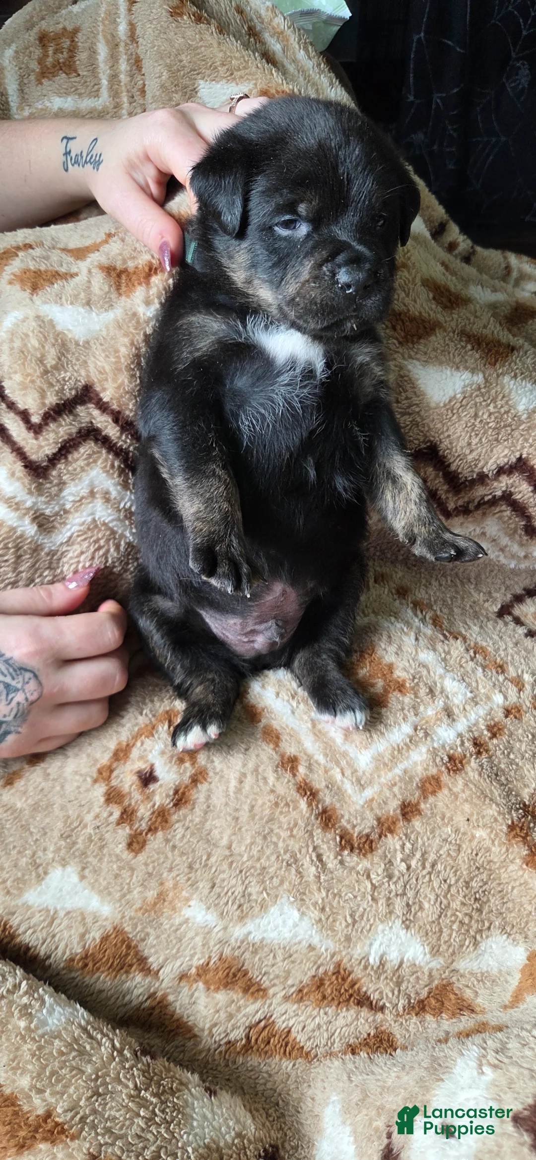 Mixed Breed dogs for sale: Sly - Ad 2