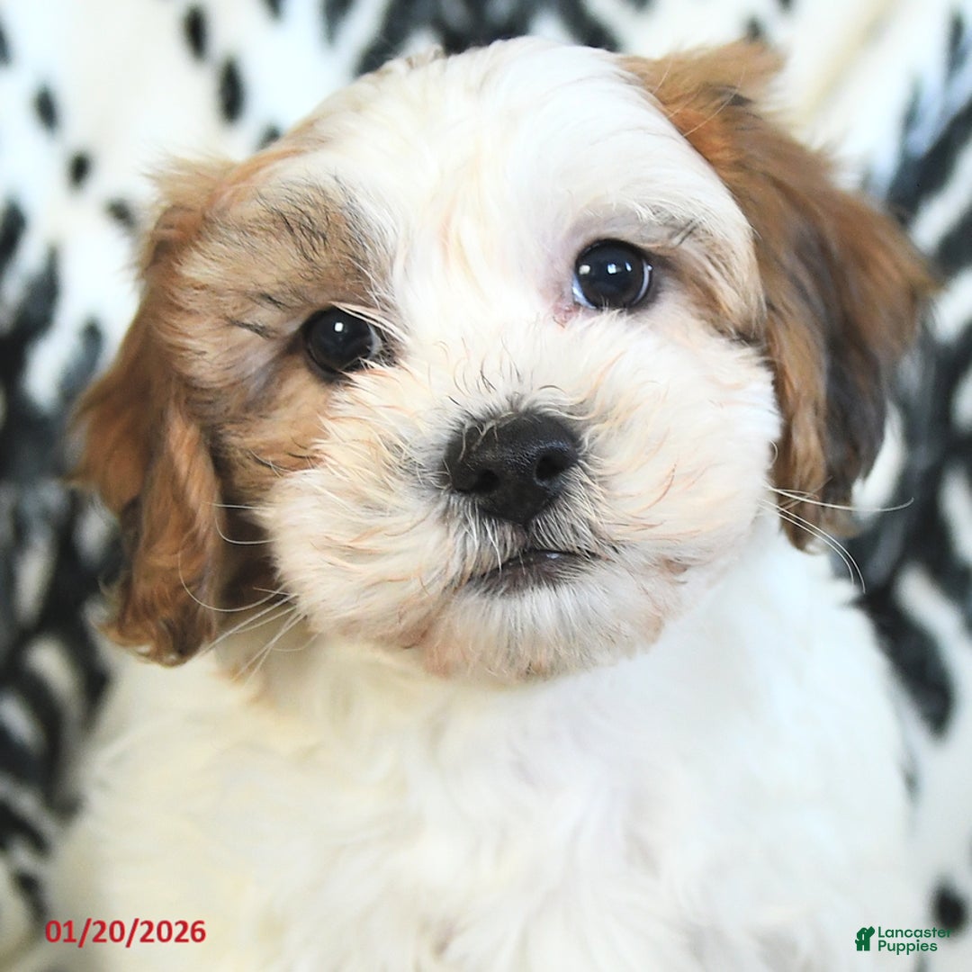 Teddy Bear dogs for sale: Robby - Ad 4