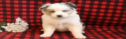Miniature Australian Shepherd dogs for sale: Lacy - Ad 2