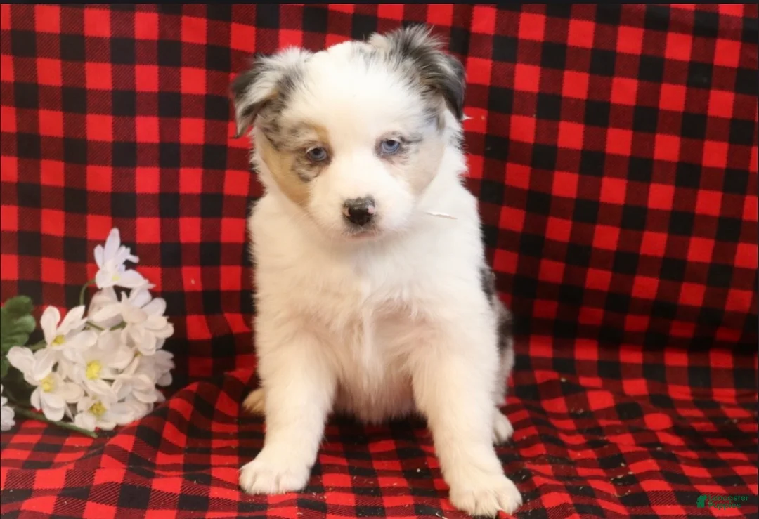 Miniature Australian Shepherd dogs for sale: Lacy - Ad 2