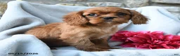 Cavalier King Charles Spaniel dogs for sale: Harper - Ad 1