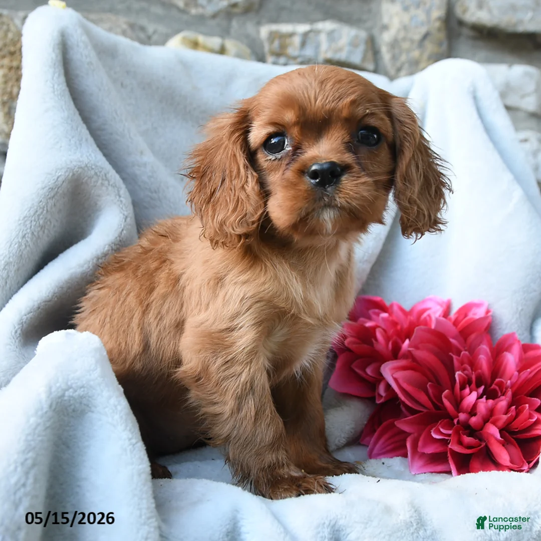 Cavalier King Charles Spaniel dogs for sale: Harper - Ad 1