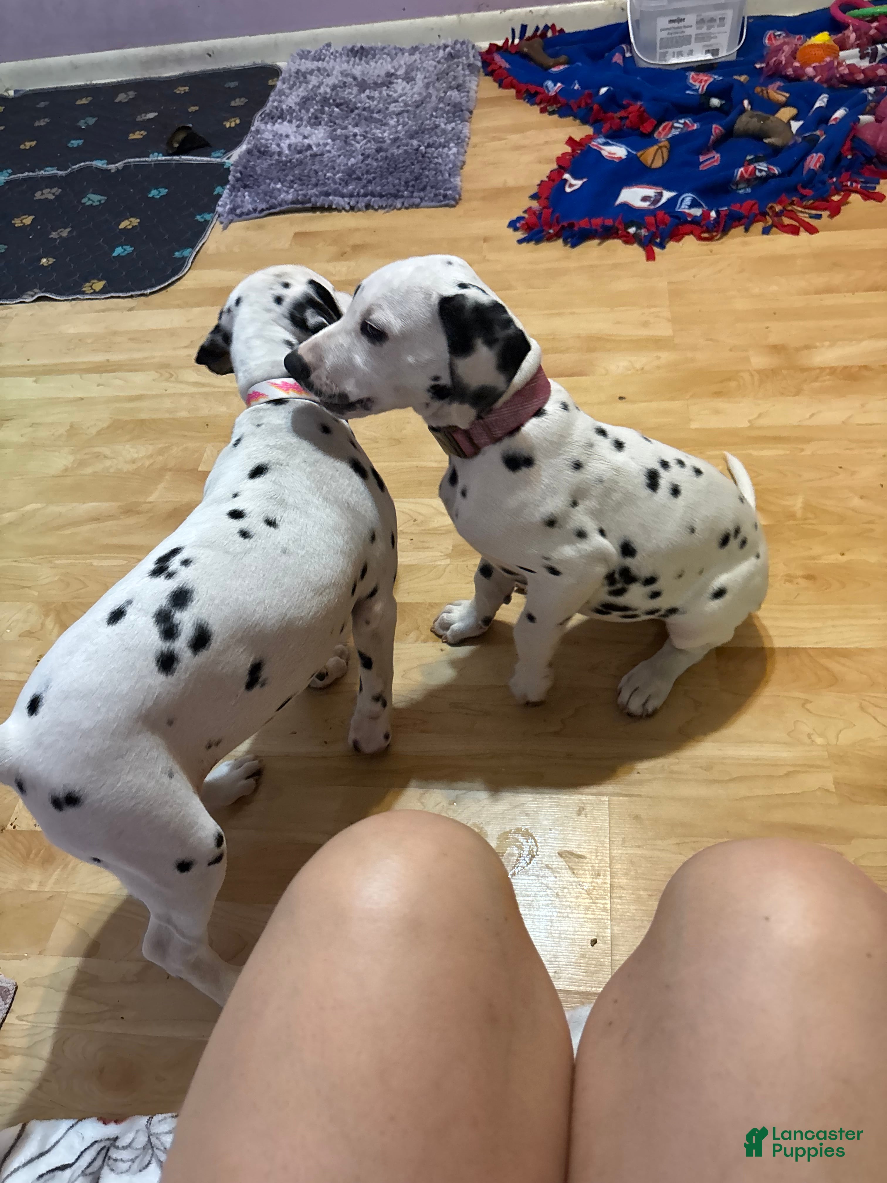 Dalmatian dogs Dalmatian 1 - Ad 2